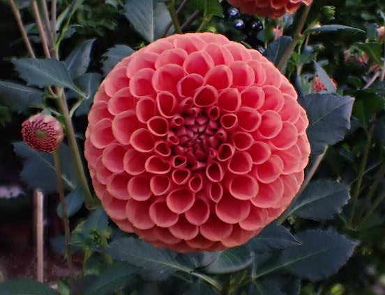 Dahlia Mandala