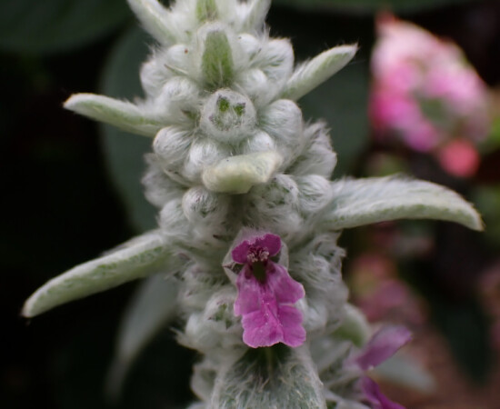Lending a Lamb's Ear